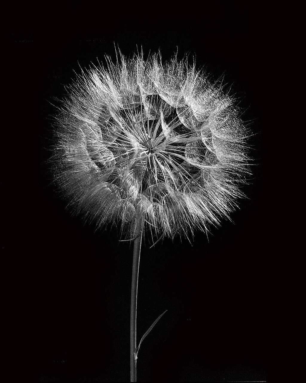 dandelion flora bloom free photo