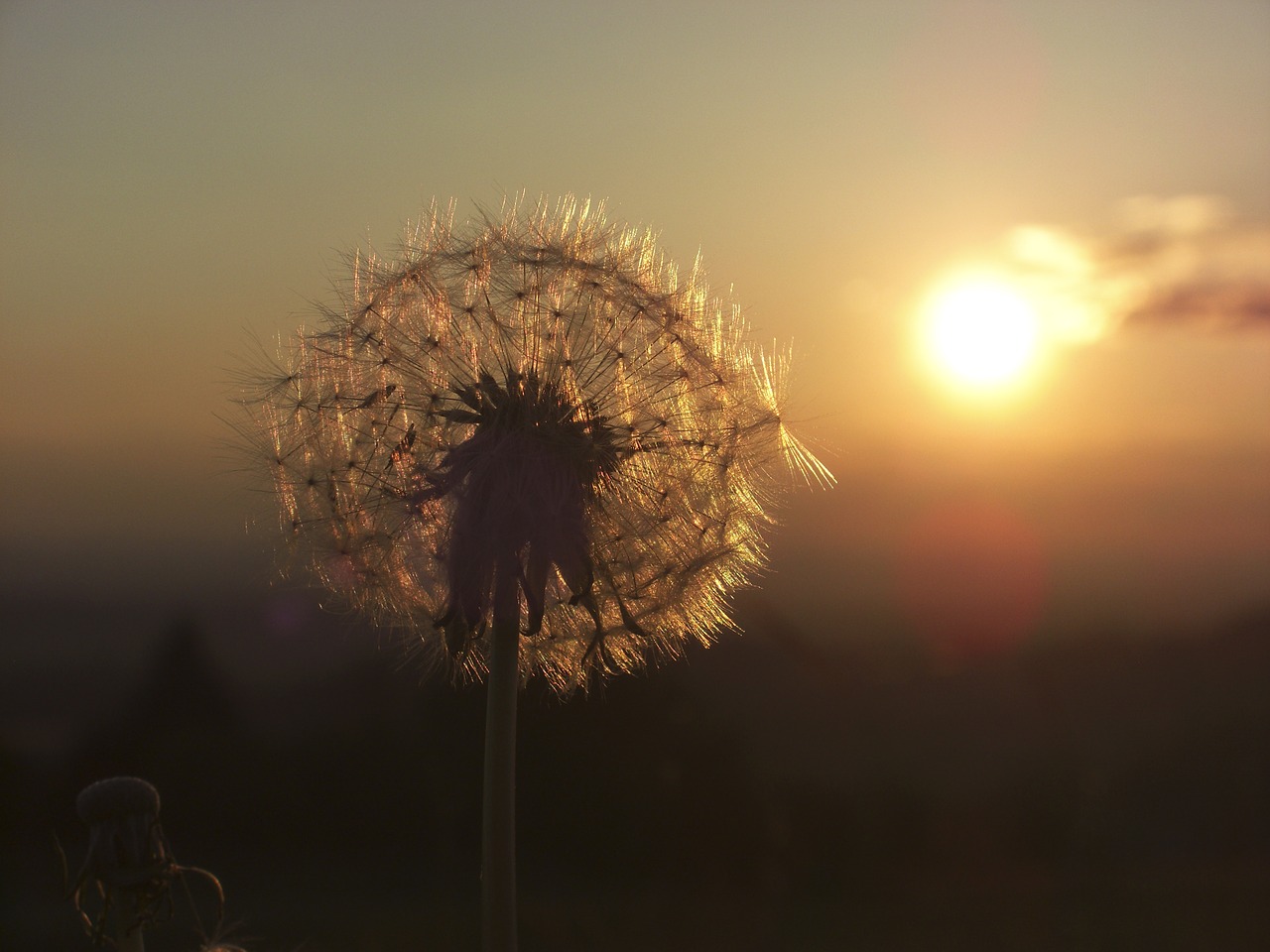 dandelion sunset back light free photo