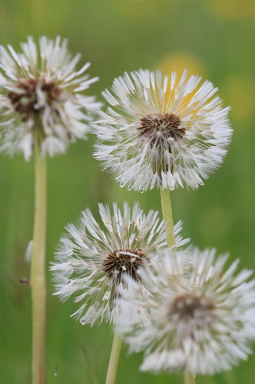 dandelion umbrella seeds free photo