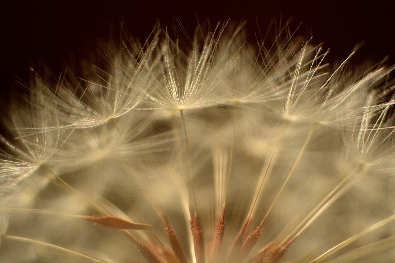 dandelion macro foreground free photo
