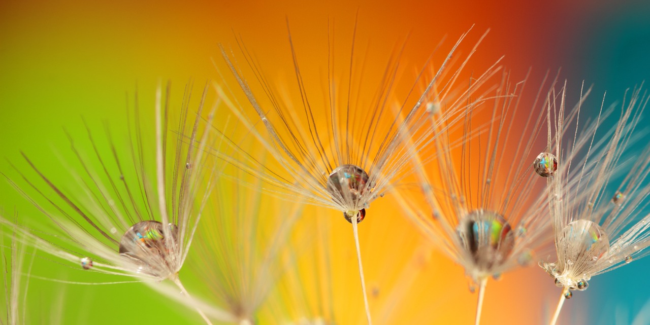 dandelion colours colour free photo