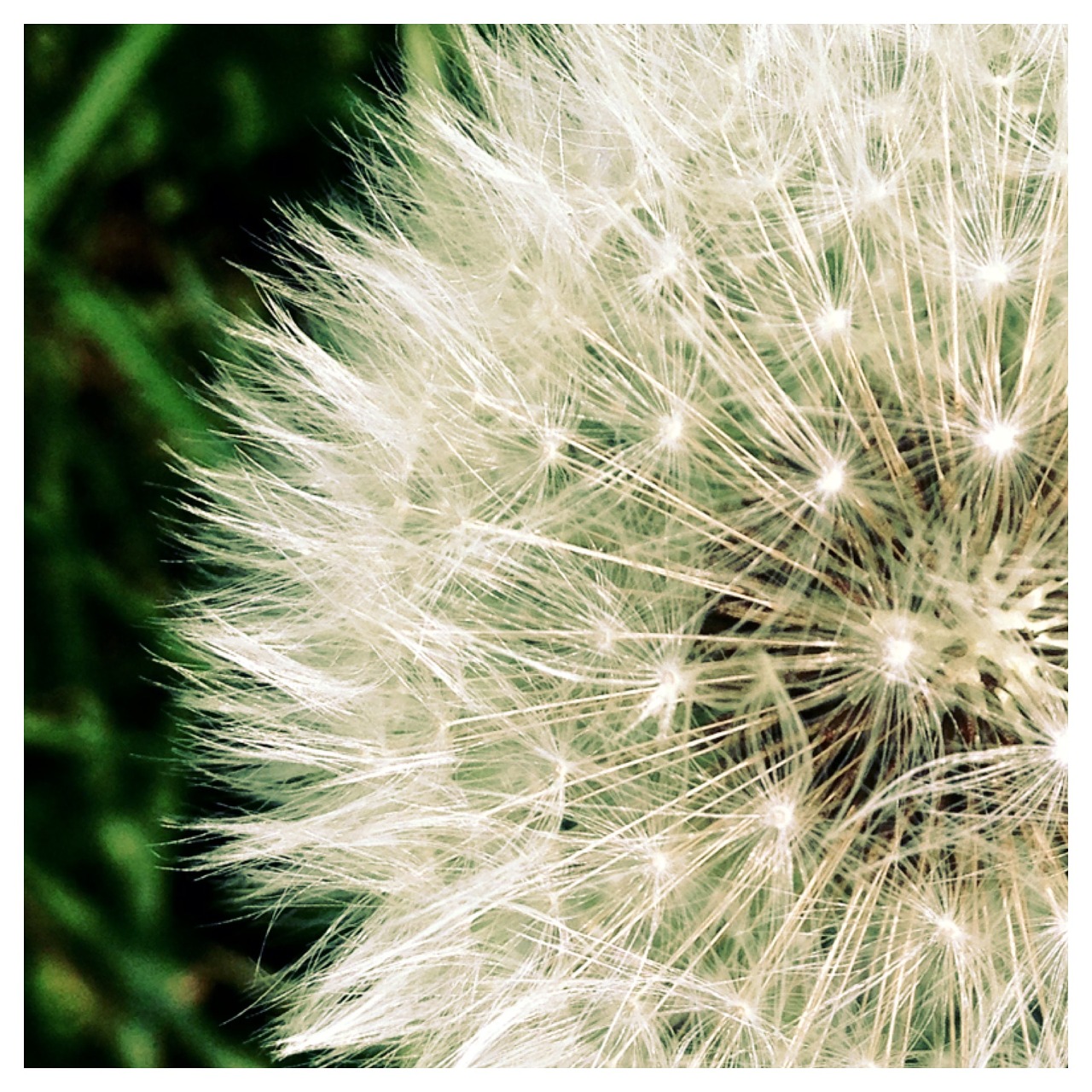 dandelion macro nature free photo