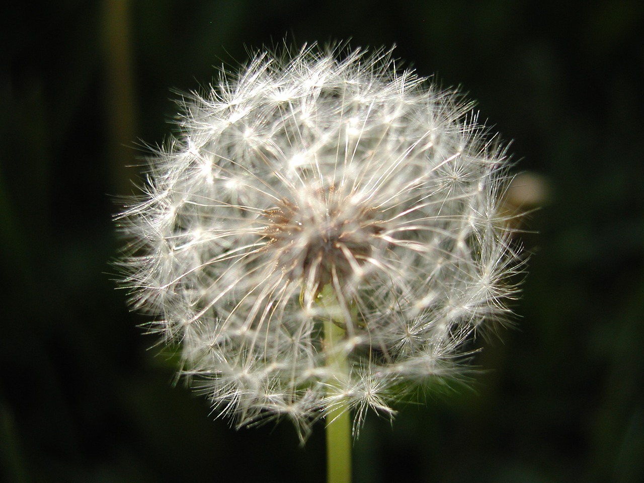 dandelion flower seeds free photo