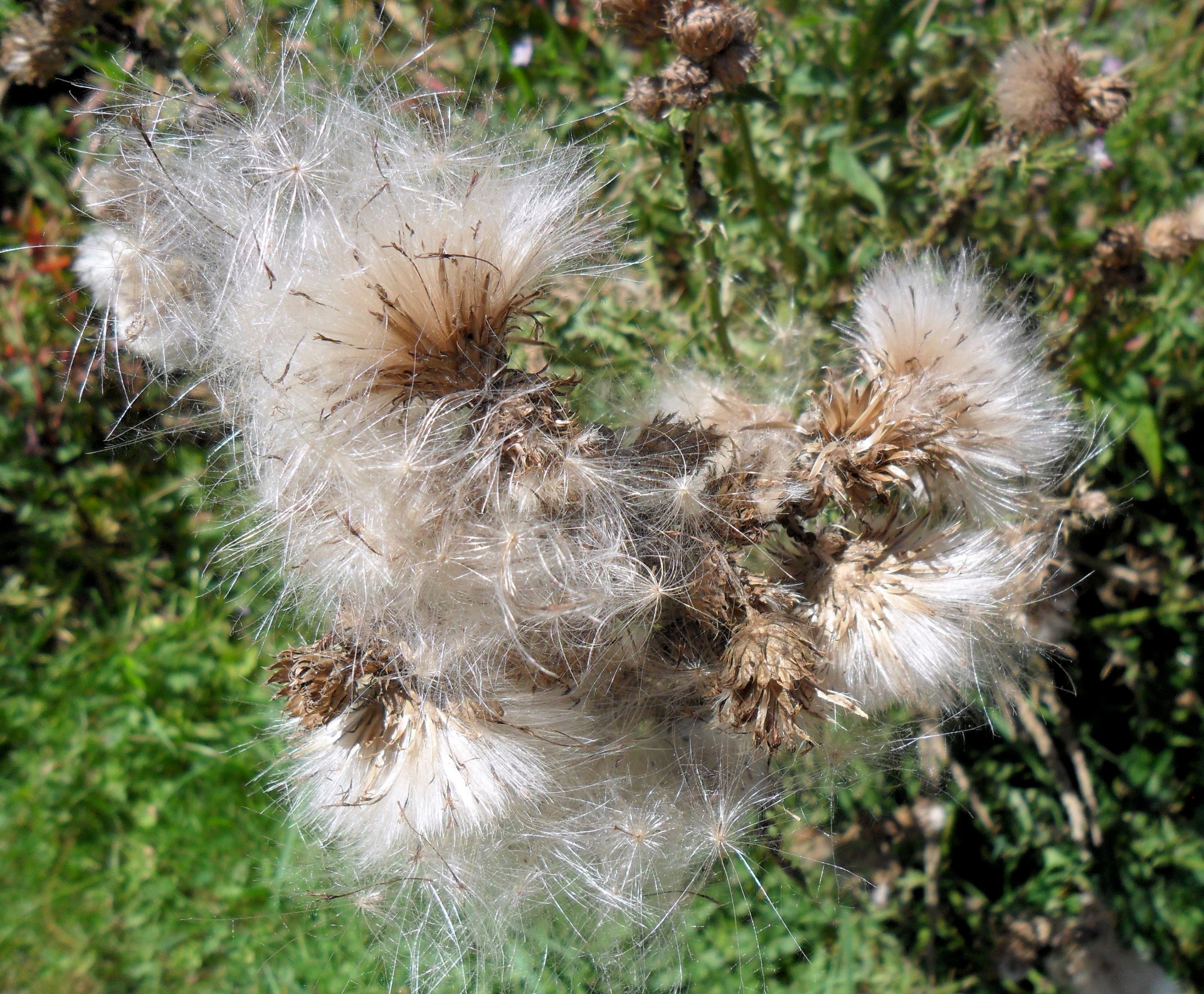 dandelion blow flower free photo