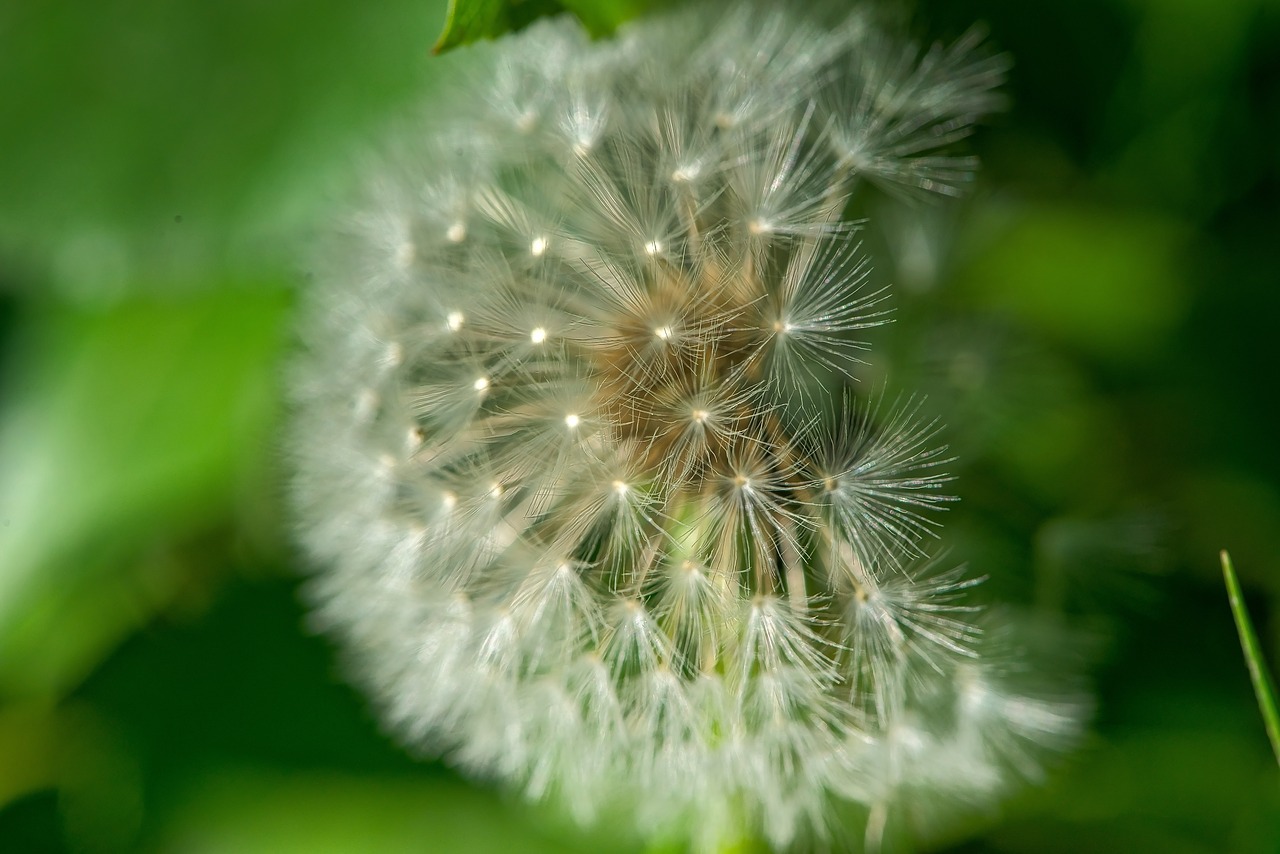 dandelion nature flower free photo