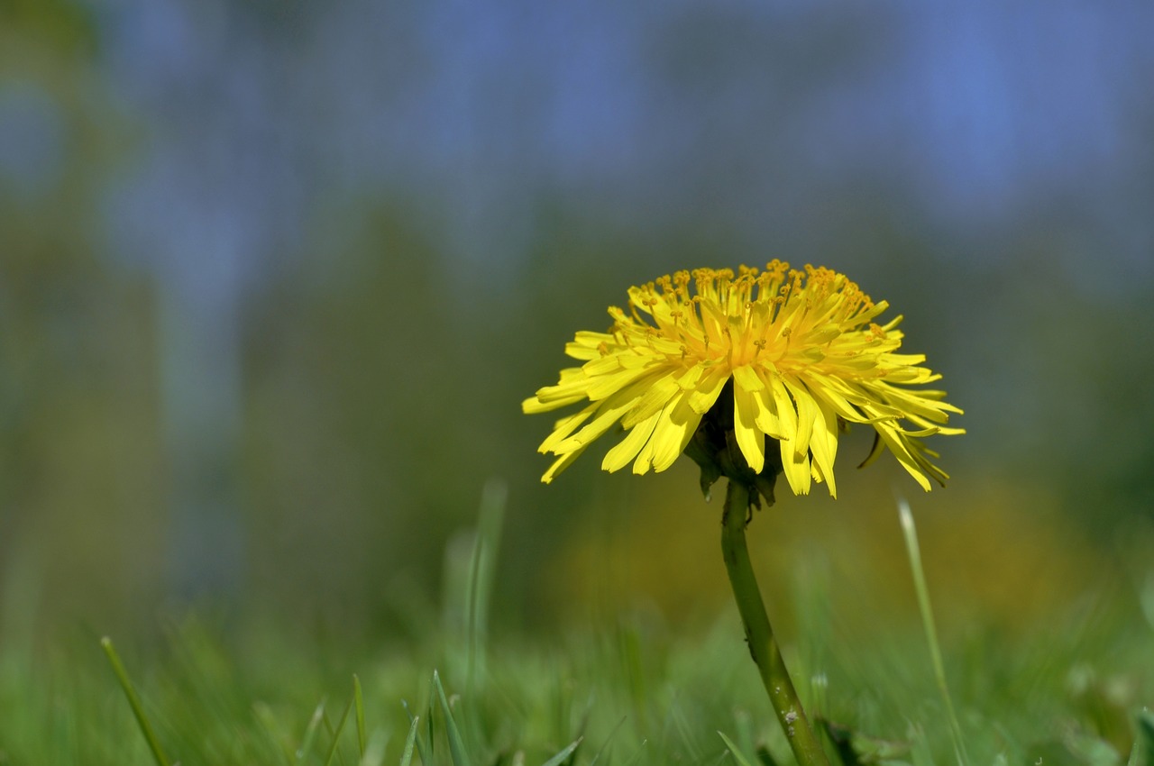 dandelion meadow spring free photo