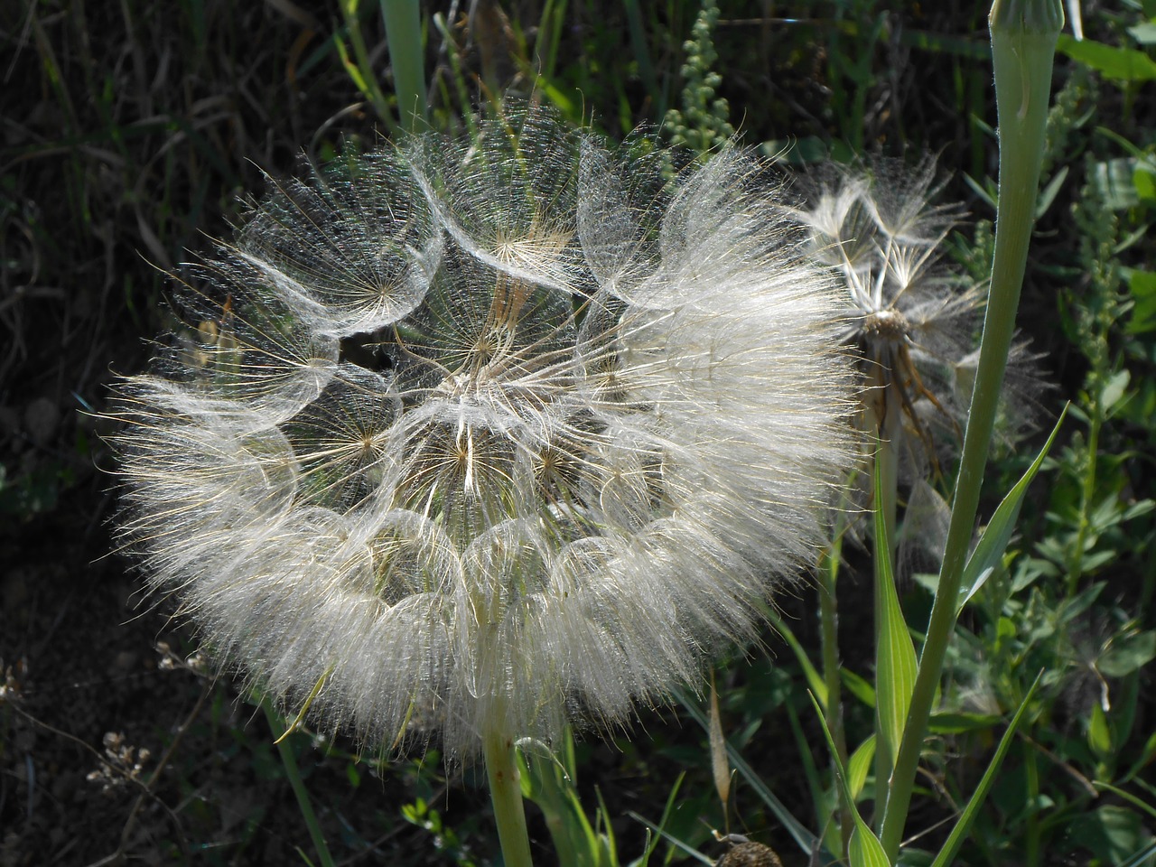 dandelion flower free pictures free photo