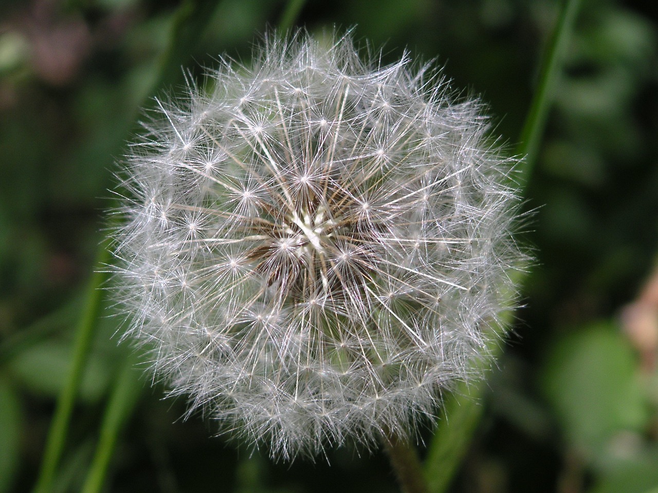 dandelion flower summer free photo