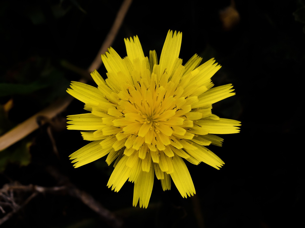 dandelion flower yellow free photo