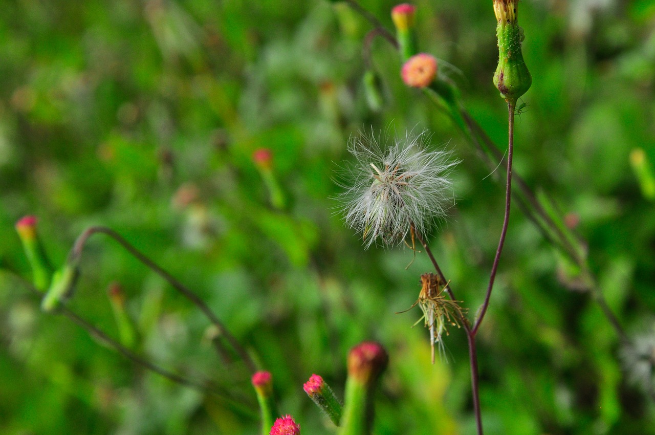 dandelion flower nature free photo