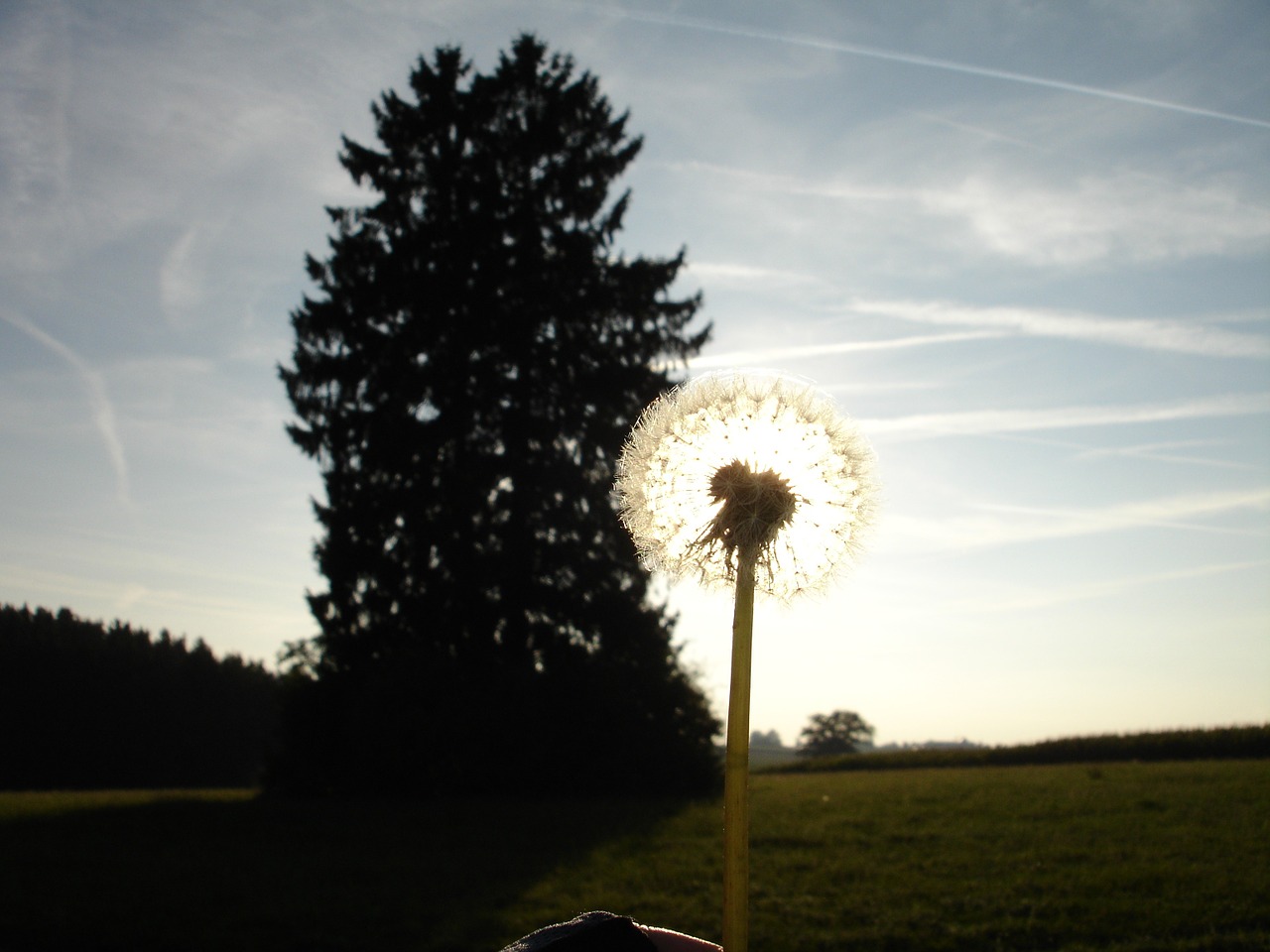 dandelion back light flower free photo