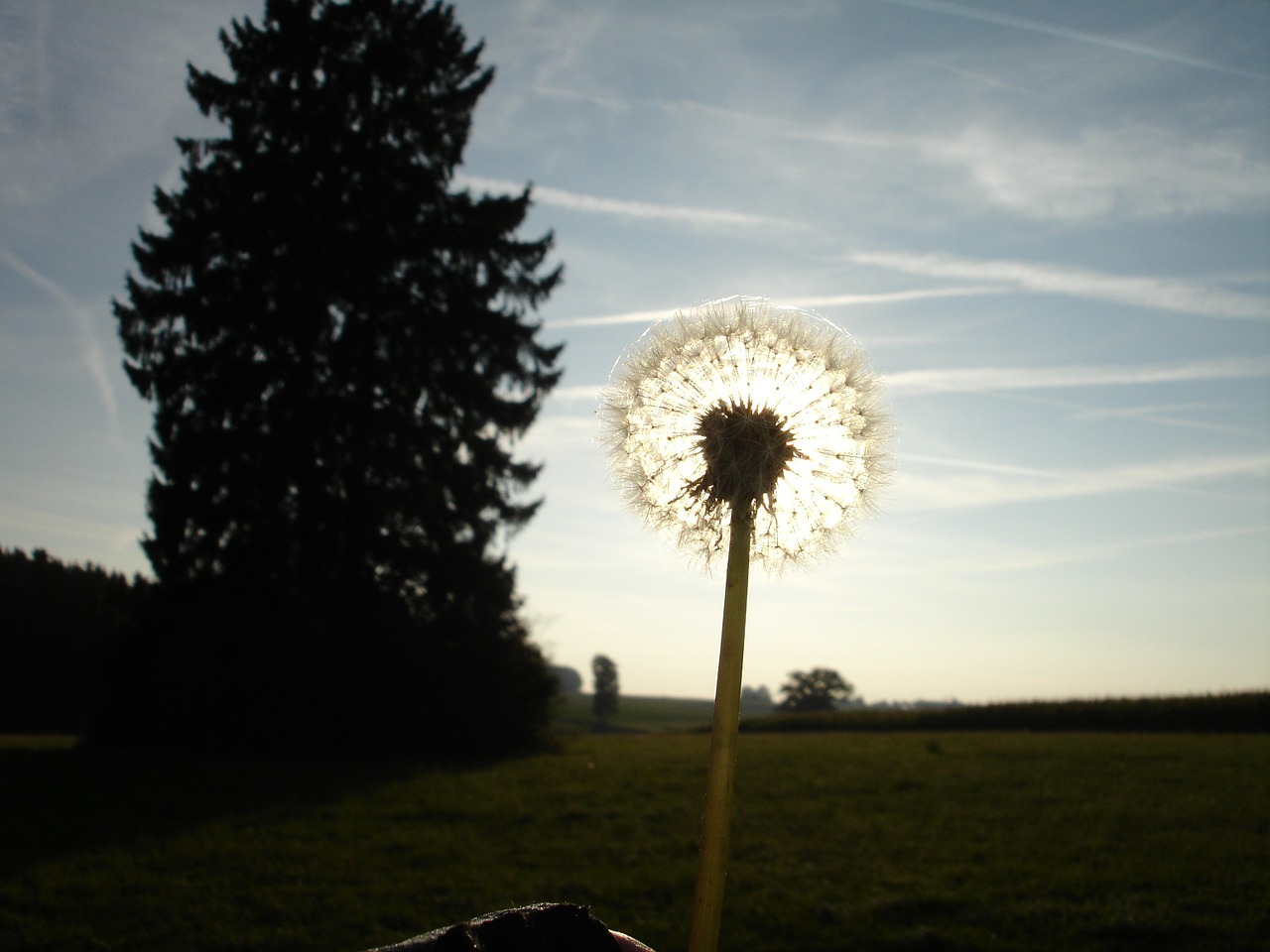 dandelion back light flower free photo