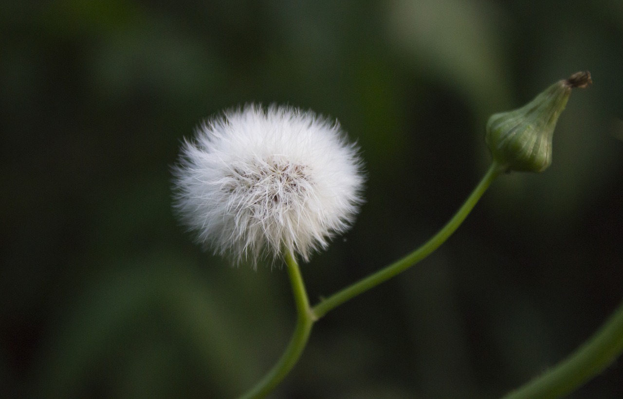 dandelion nature flower free photo