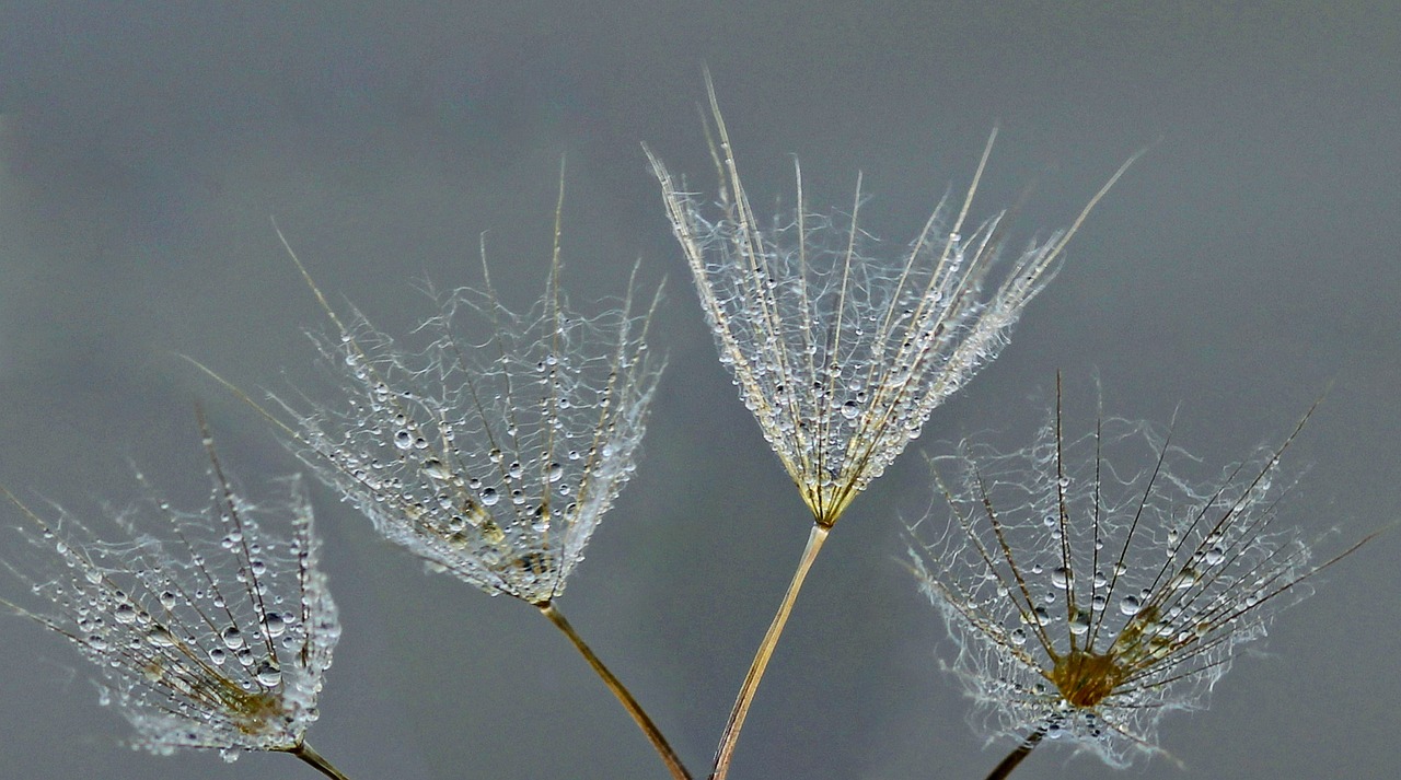 dandelion drops water free photo