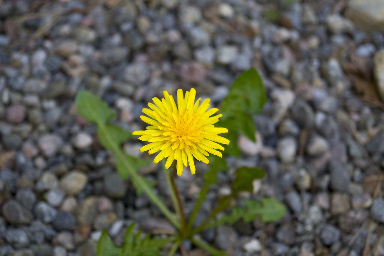 dandelion weeds flower free photo