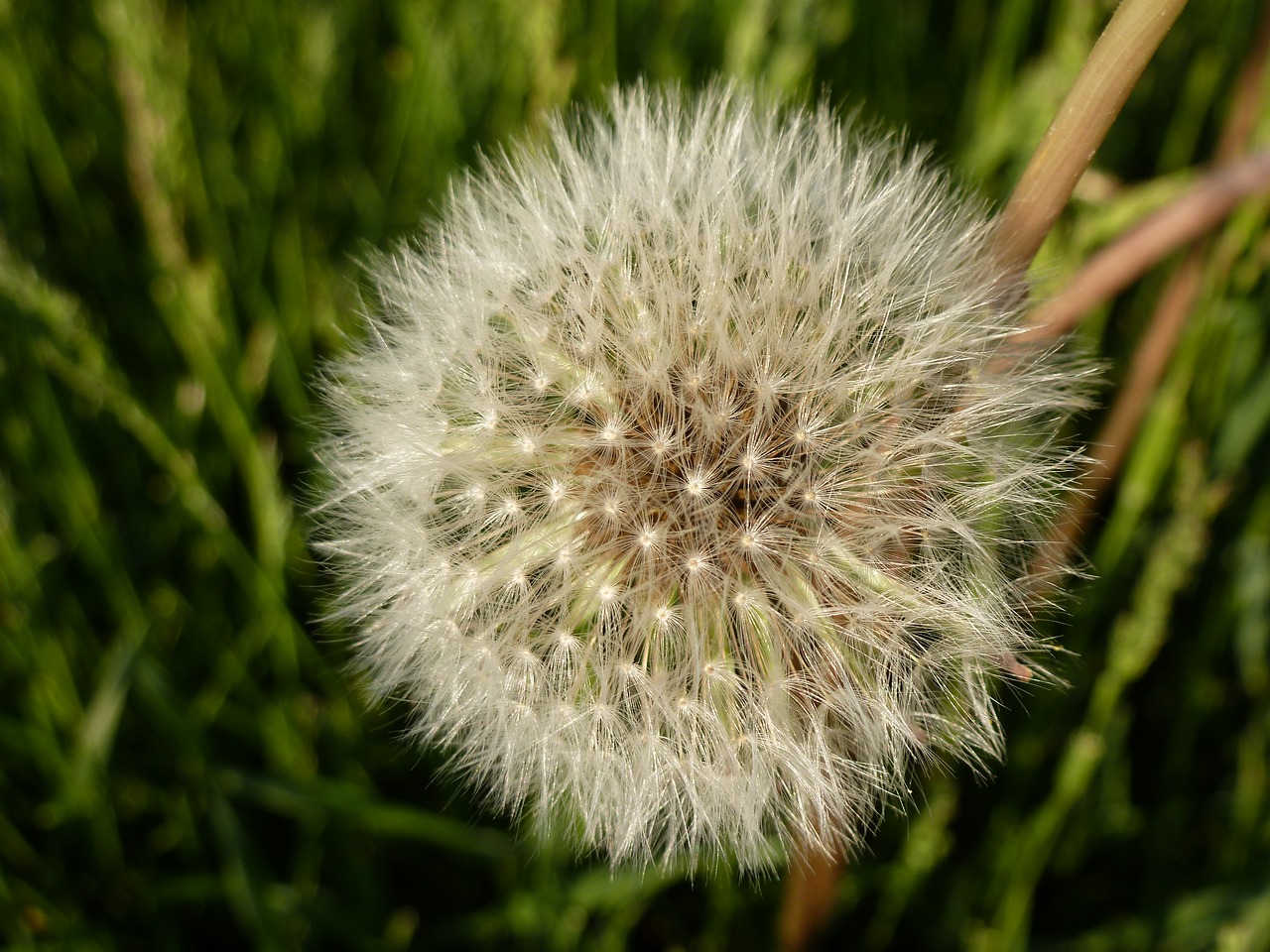 dandelion nature spring free photo