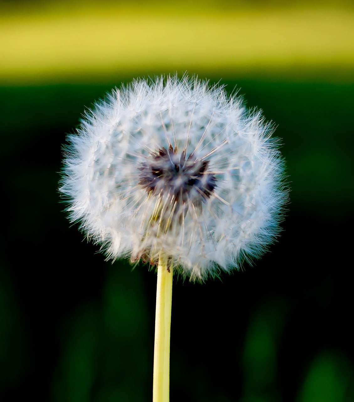 dandelion flower nature free photo