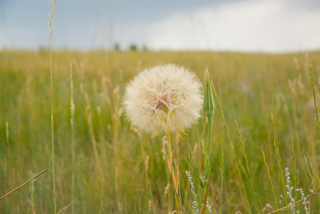 dandelion landscape flower free photo