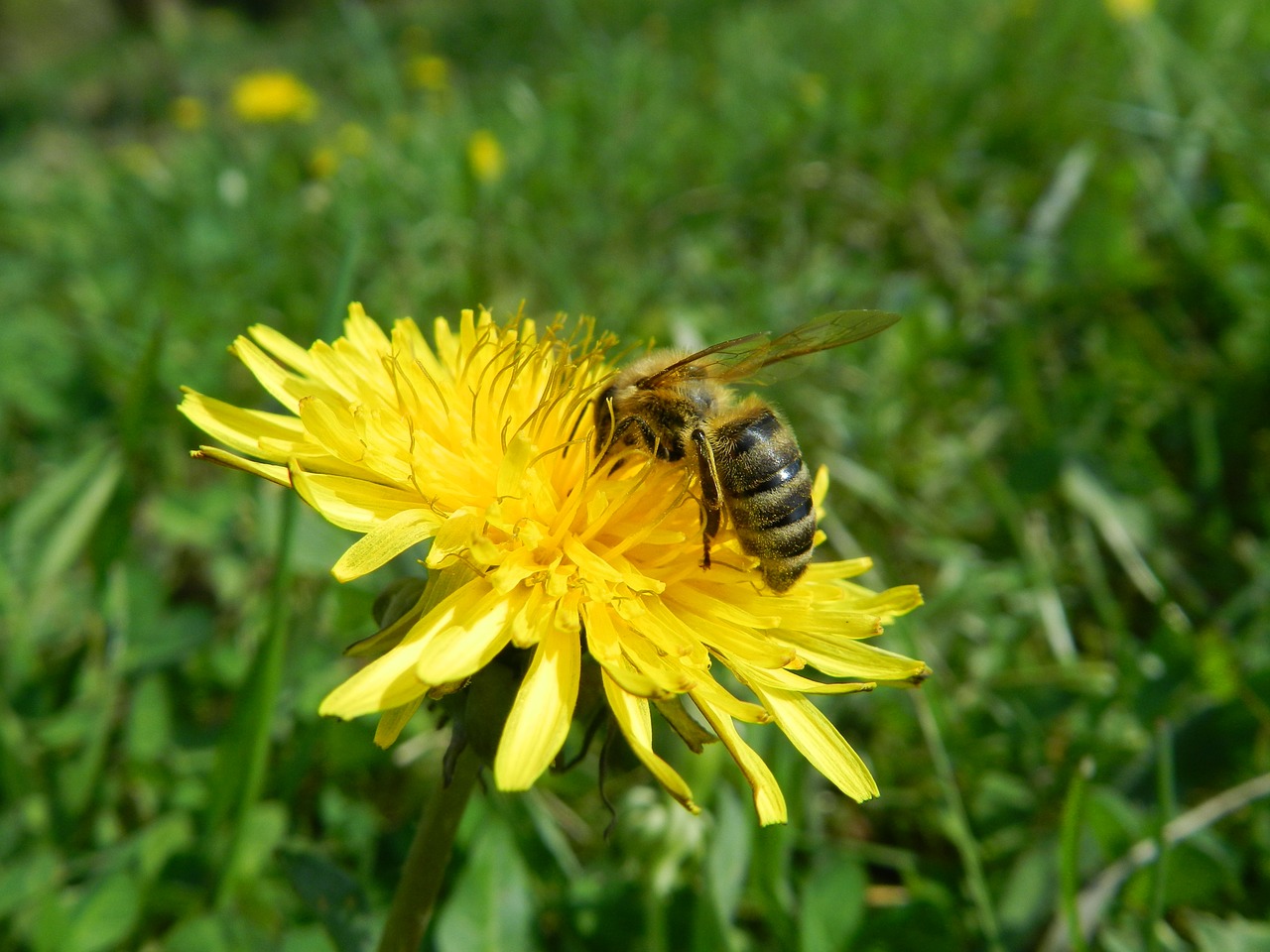 dandelion bee pollen free photo