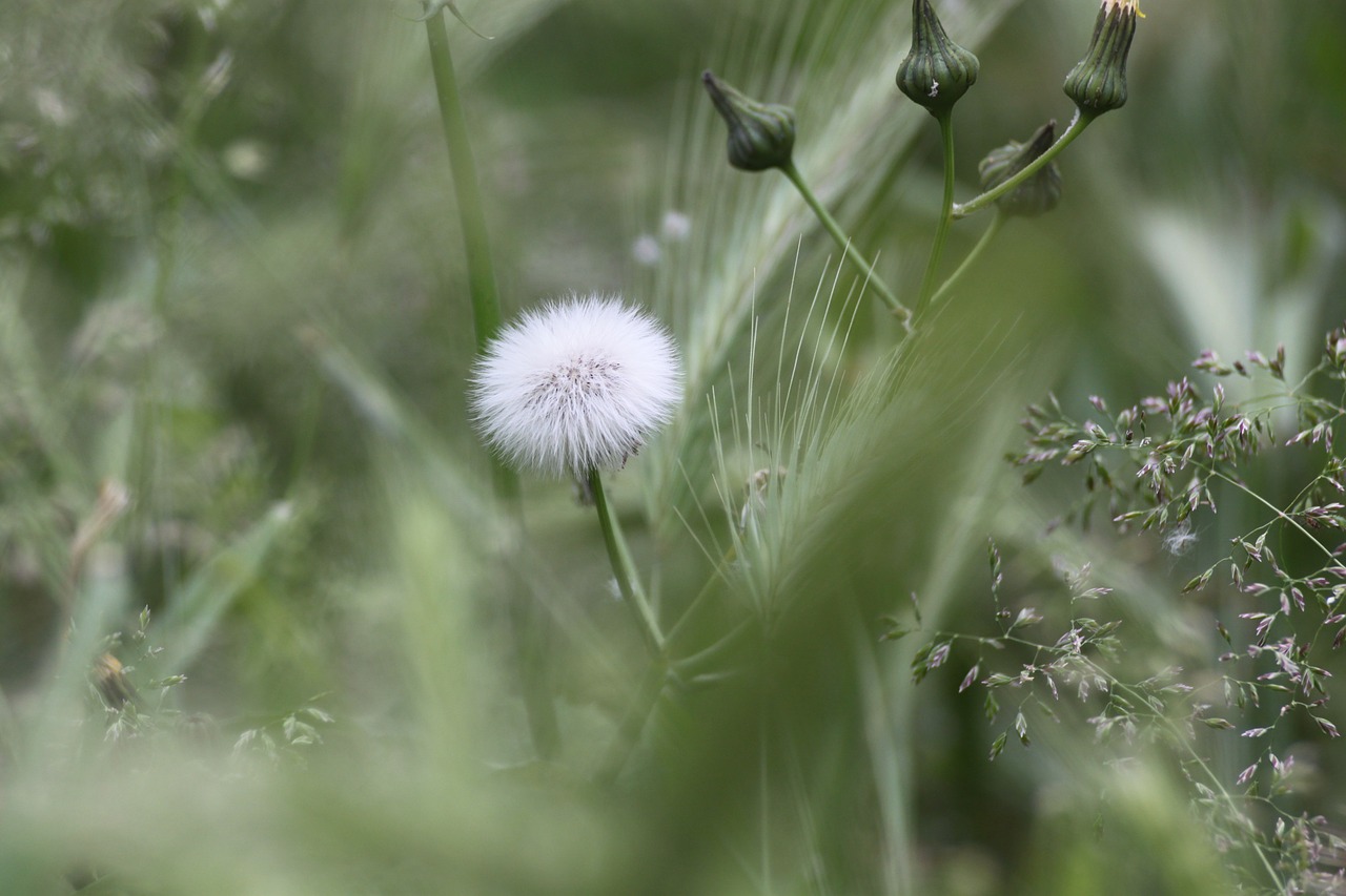 dandelion macro flora free photo