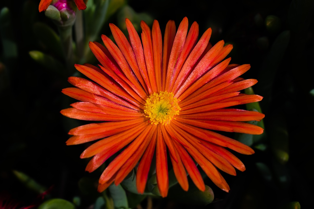 dandelion flower purple free photo