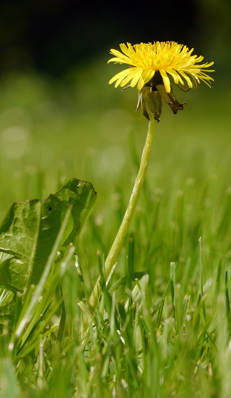 dandelion meadow yellow free photo