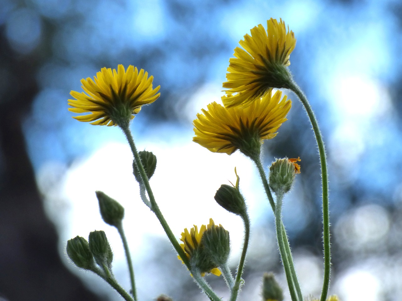 dandelion flower yellow flower free photo