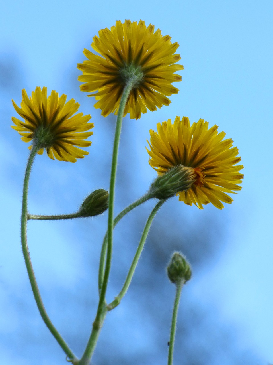 dandelion flower yellow flower free photo