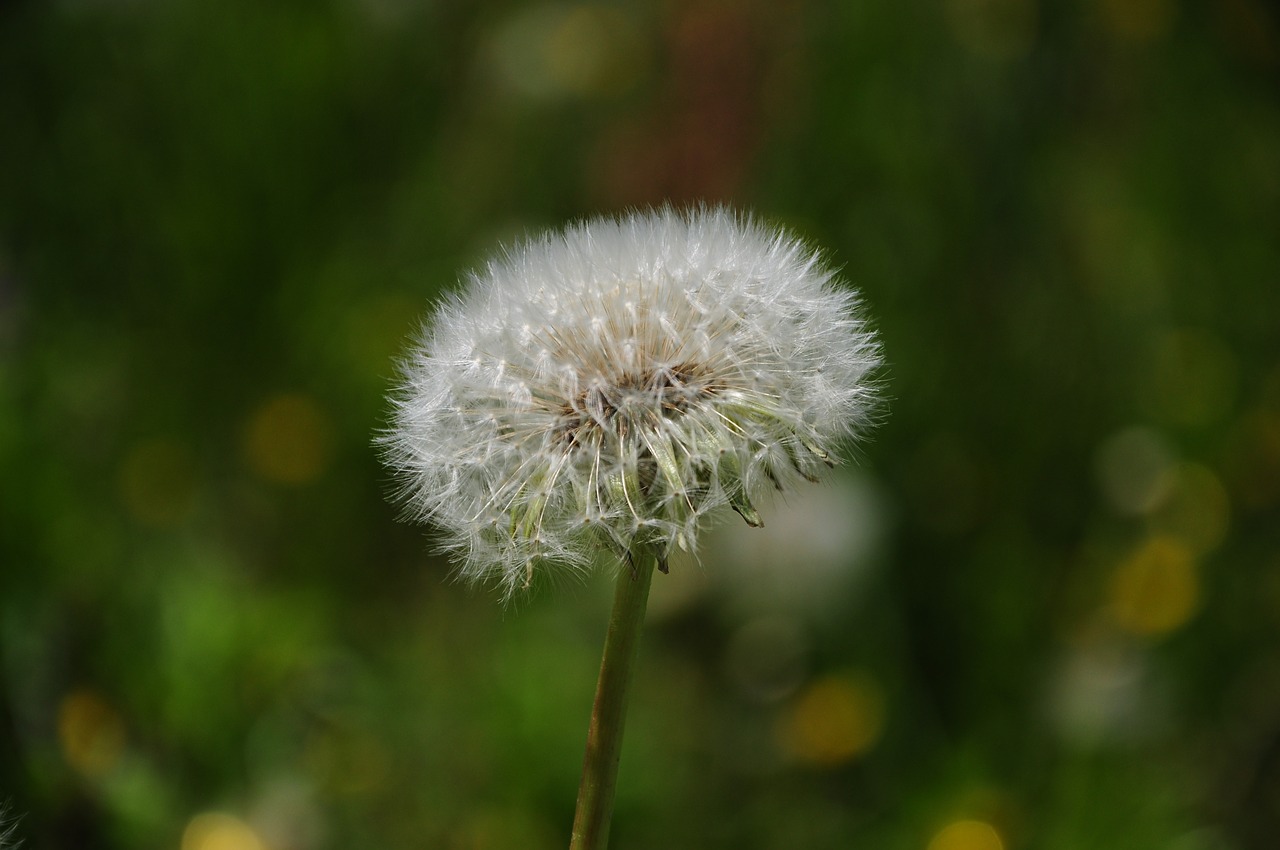 dandelion nature green free photo