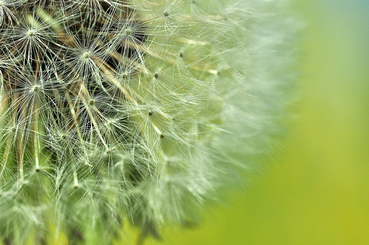 dandelion buttercup summer free photo