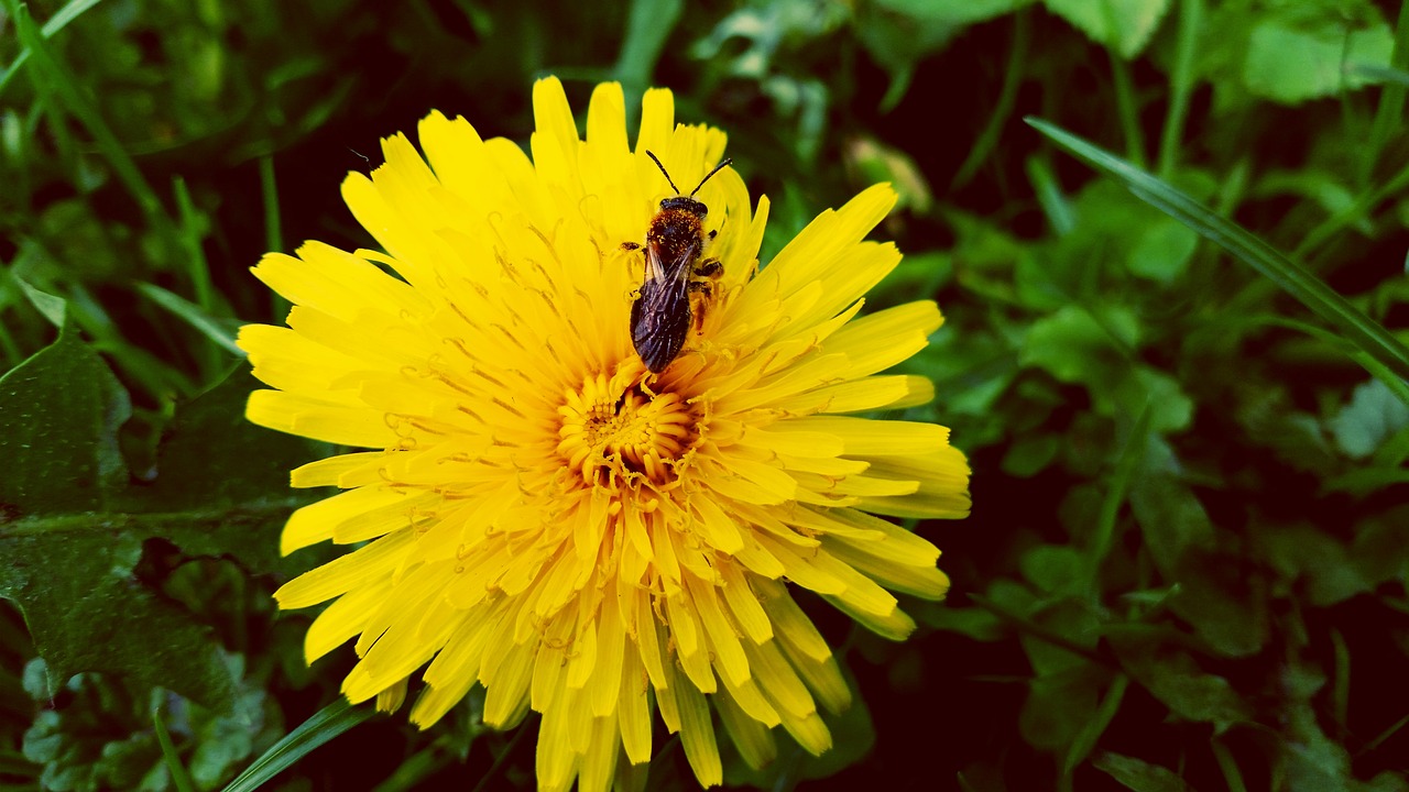 dandelion insect plant free photo