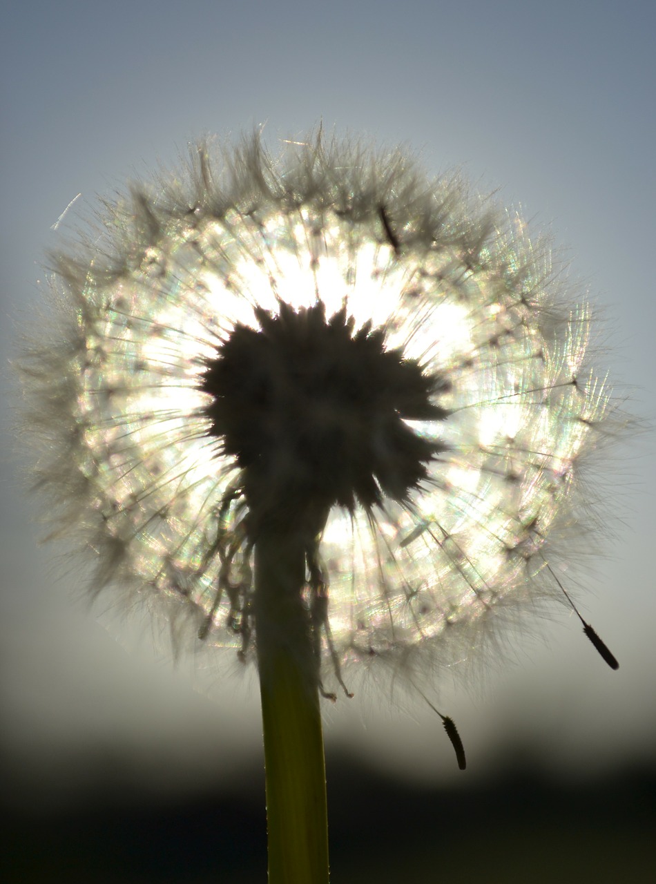 dandelion make a wish blow free photo