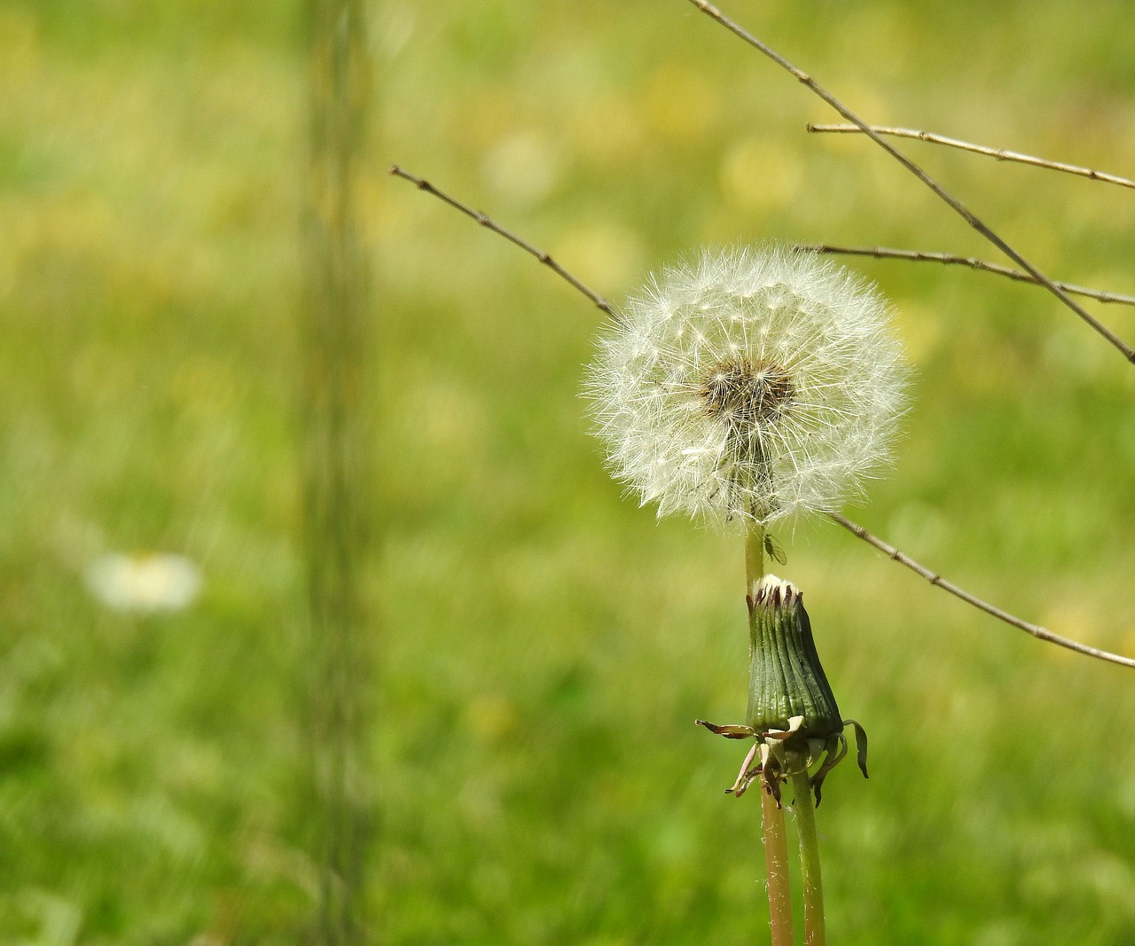 dandelion flower pointed flower free photo