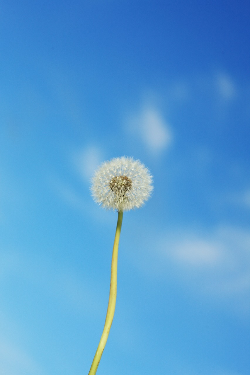 dandelion flower plant free photo