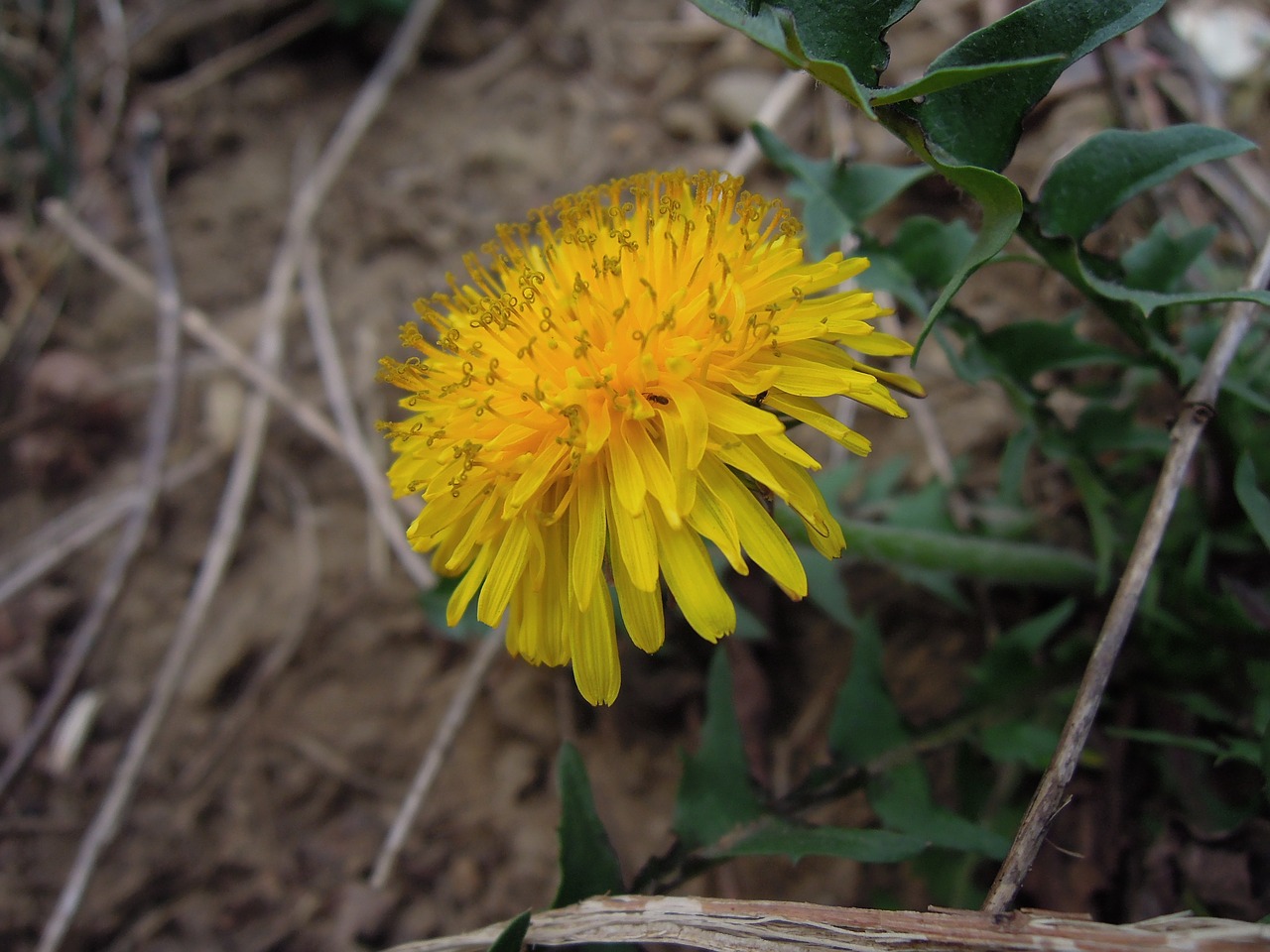 dandelion flower yellow free photo