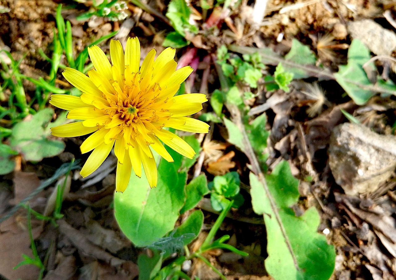 dandelion flowers and plants chrysanthemum free photo