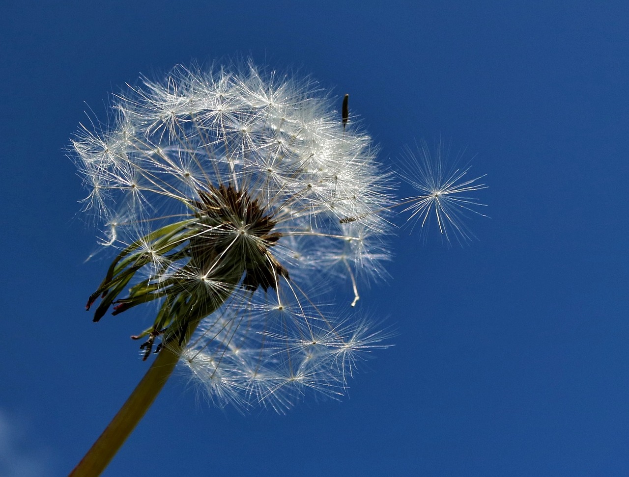 dandelion flower weed free photo