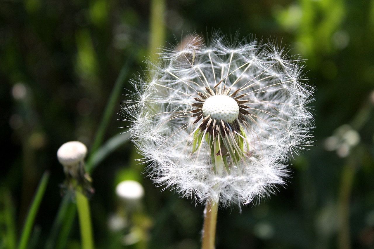 dandelion plant close free photo