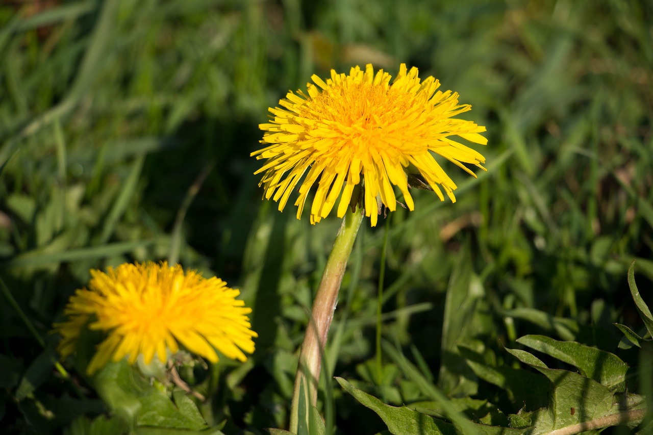 dandelion yellow blossom free photo