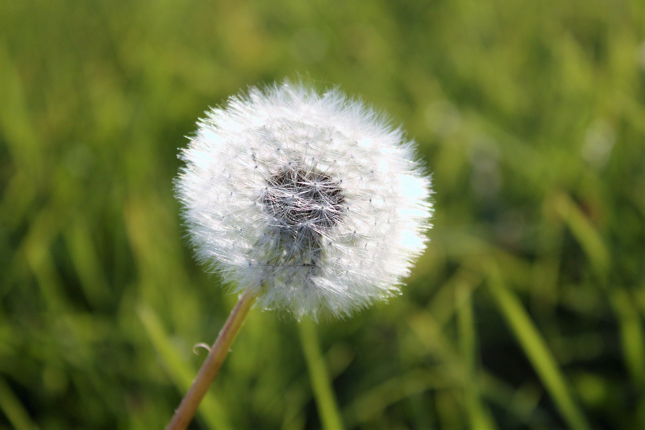 dandelion grass supervisors free photo