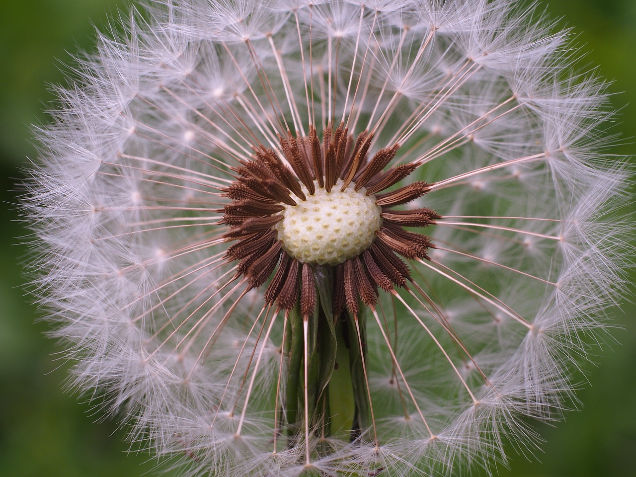 dandelion seed macro free photo