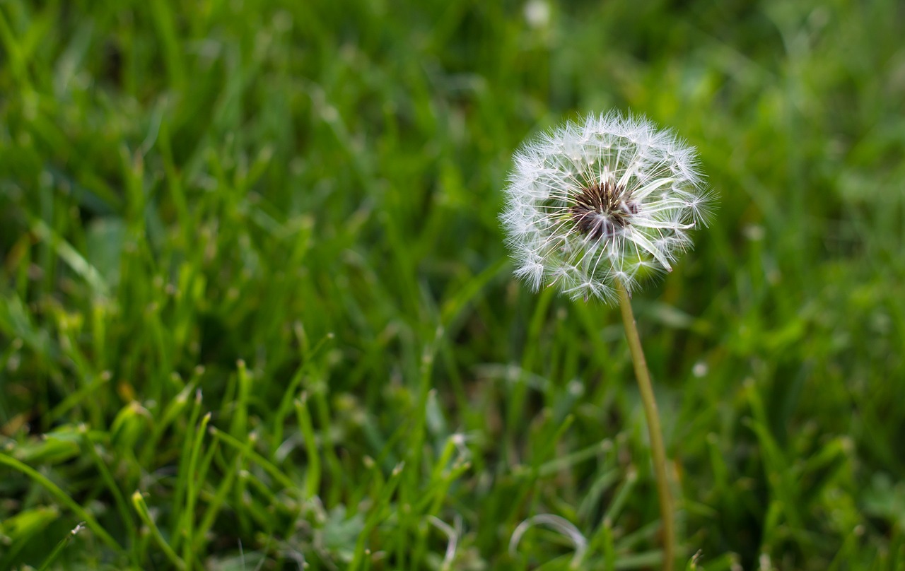 dandelion grass natural free photo