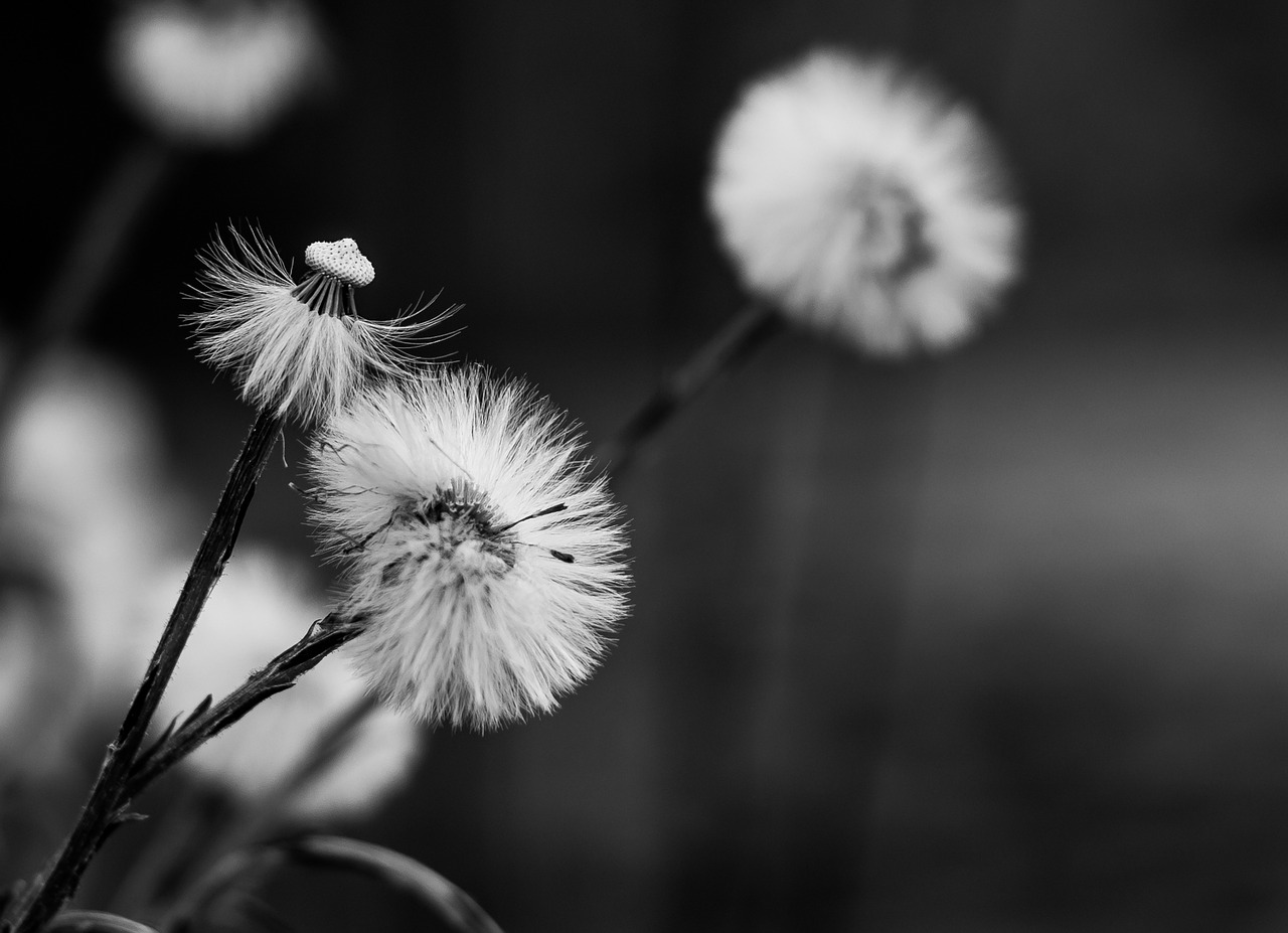 dandelion flowers seeds free photo