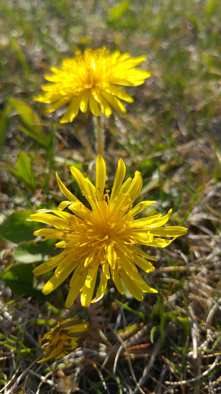 dandelion yellow spring free photo