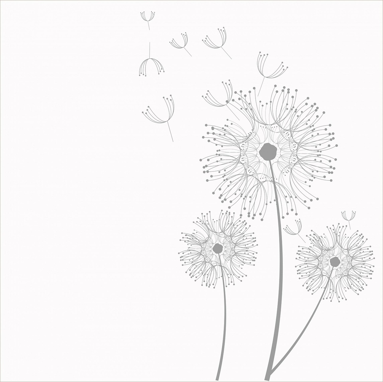 dandelion dandelions flowers free photo