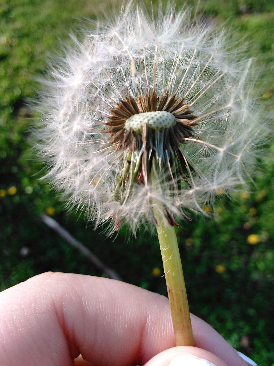 dandelion spring sun free photo