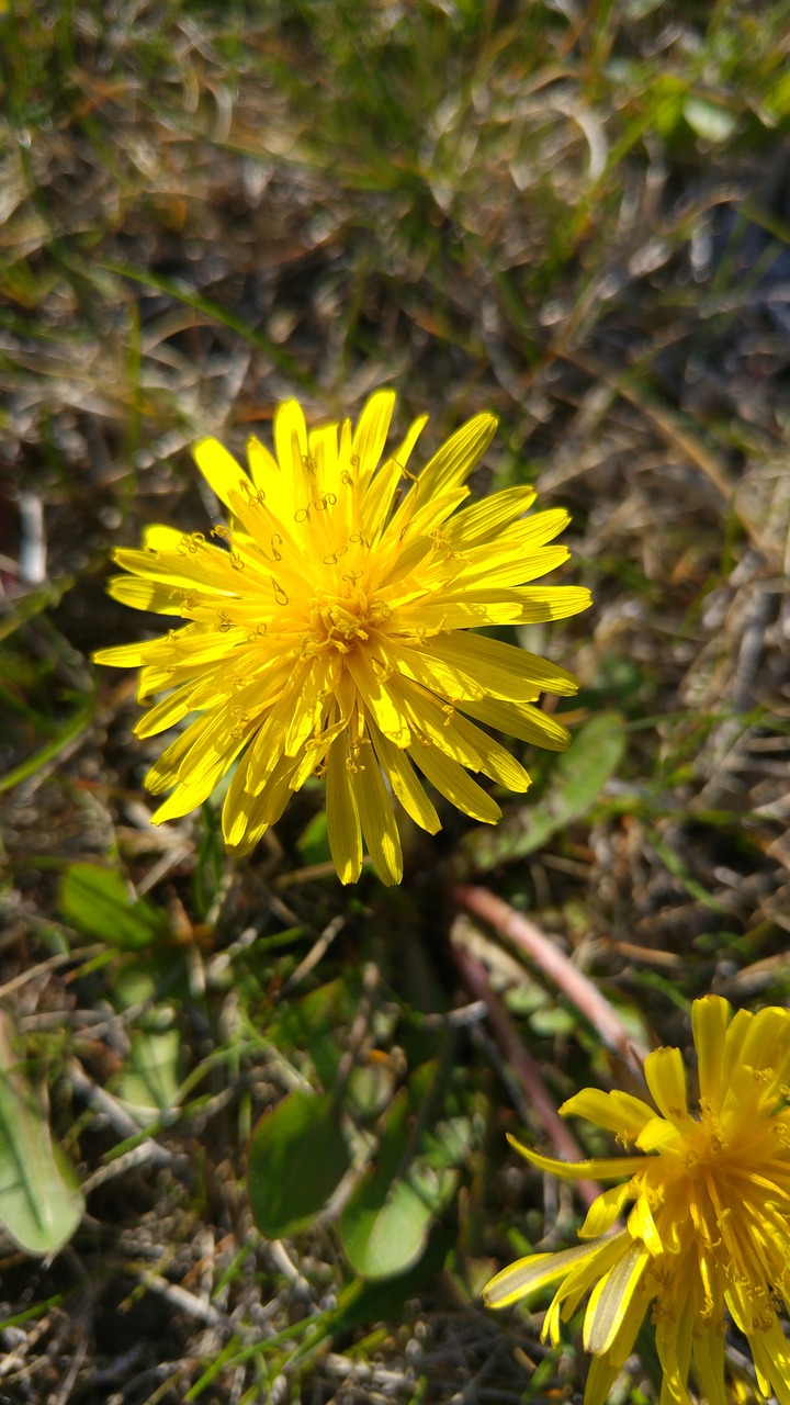 dandelion yellow flower free photo