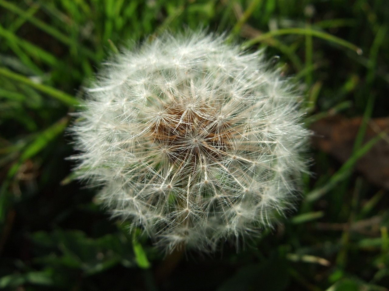 dandelion nature ball free photo