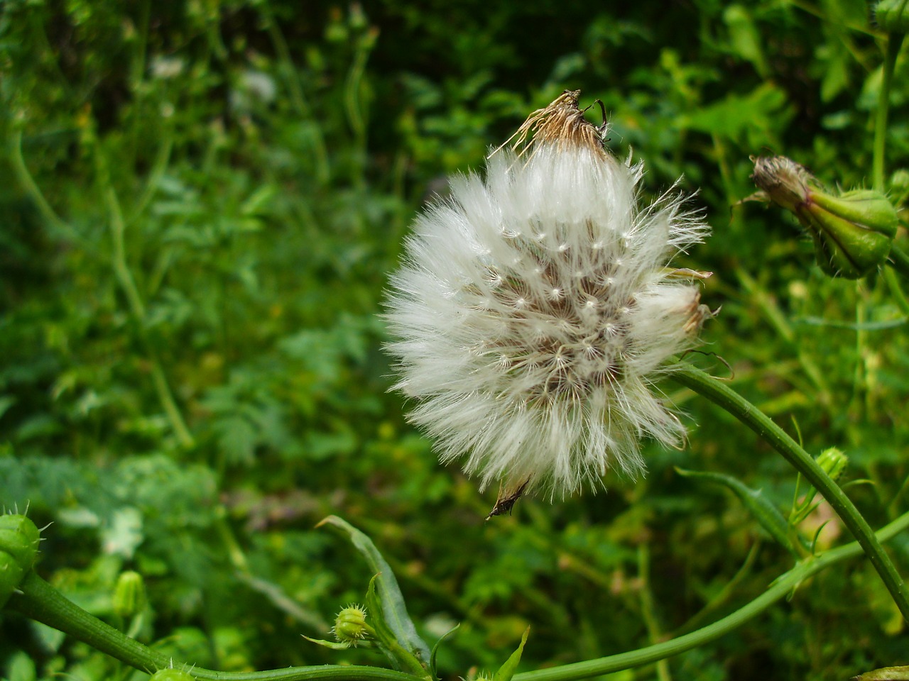 dandelion white nature free photo