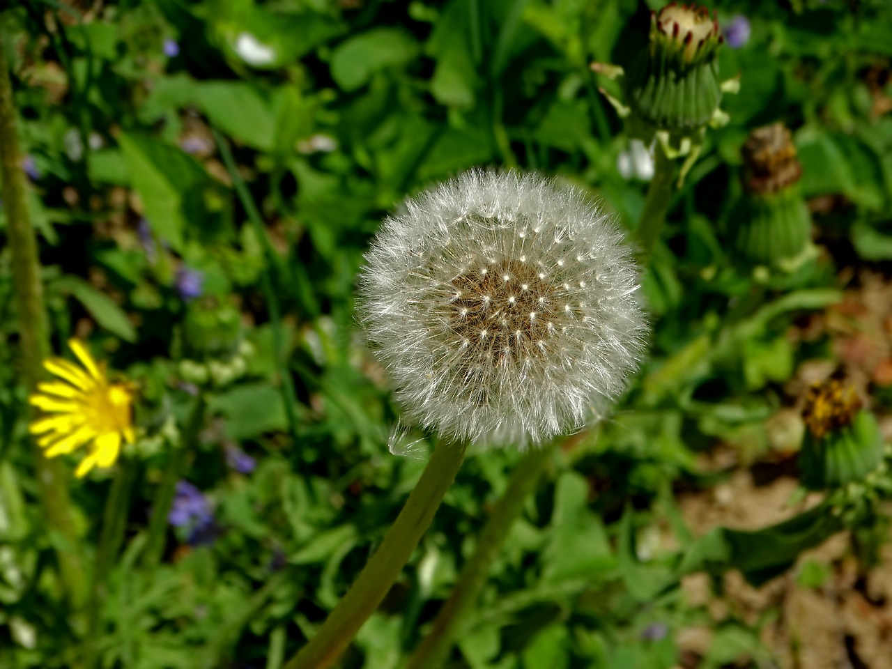 dandelion flower spring free photo